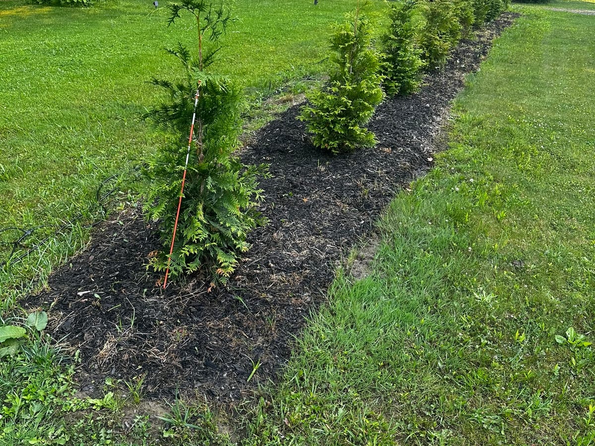Fresh mulch installation — Before