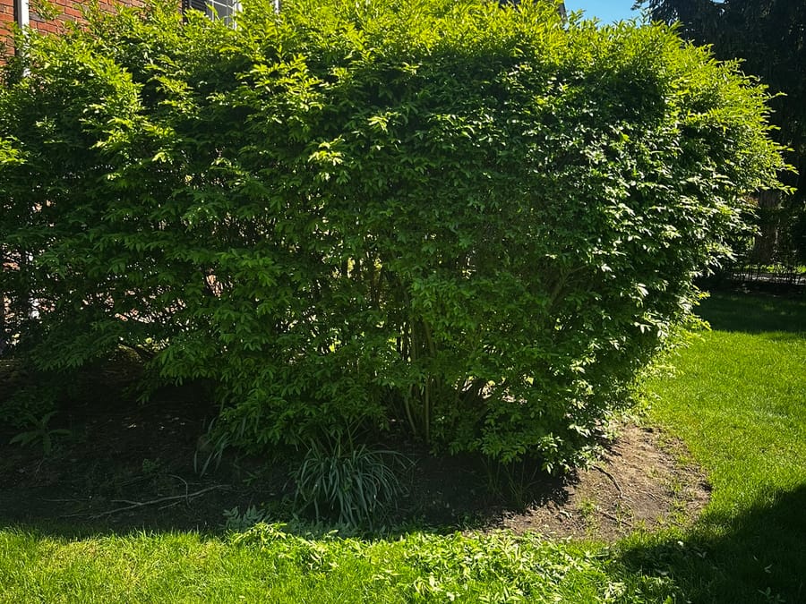 Shrub, hedge & small tree trimming