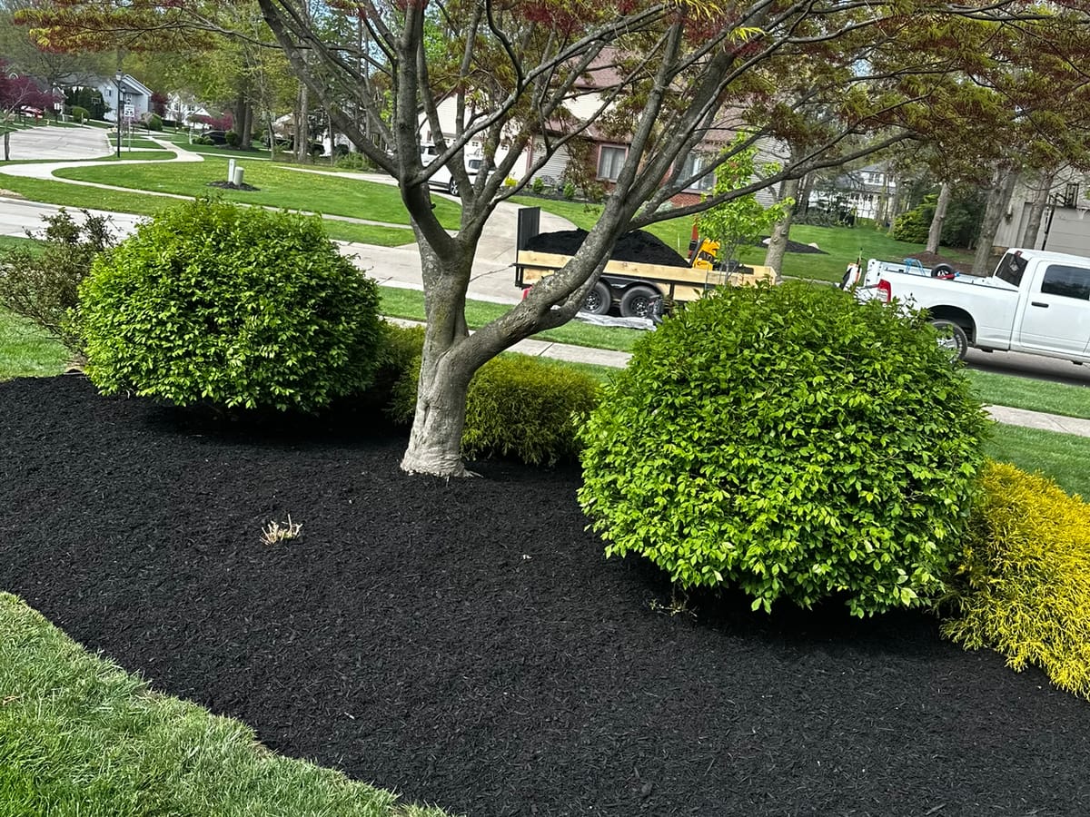 Arbustos formados y mulch negro alrededor de un árbol